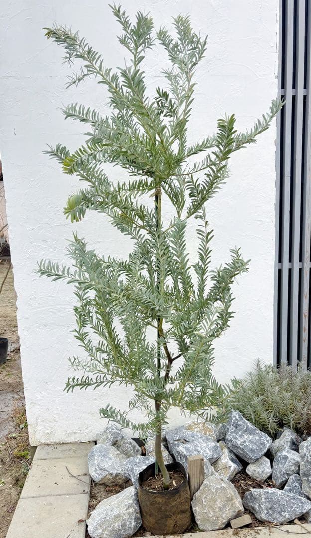 超逸品。アカシア ブルーブッシュ 2.0M(鉢底から) 品番B