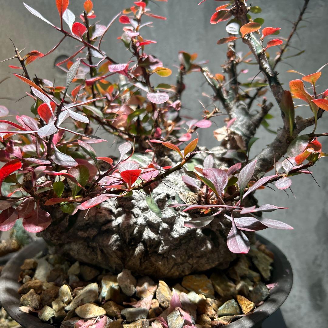 フォークイエリア　ファシクラータ 現地株 超希少 発根済 ※※陶器鉢付き※※