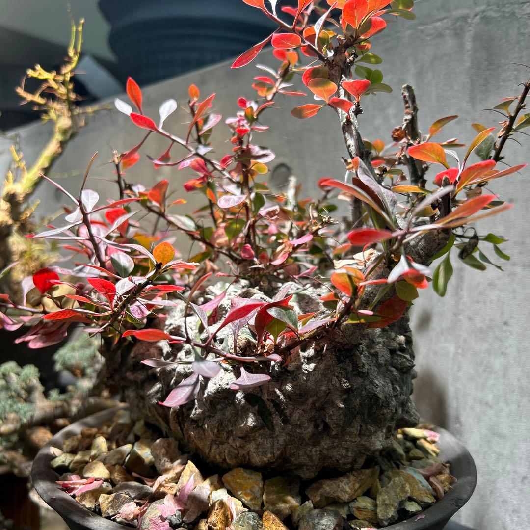 フォークイエリア　ファシクラータ 現地株 超希少 発根済 ※※陶器鉢付き※※