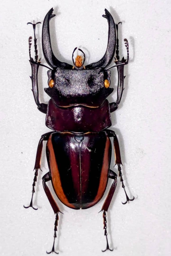 スチーブンスツヤクワガタ 亜種 標本