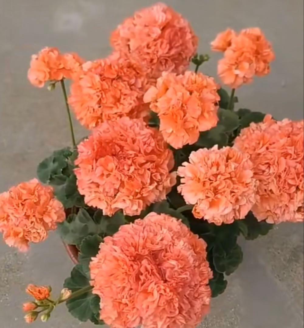 専用リンク　超レア品種ゼラニウム苗　オレンジシュシュ咲きゼラニウム