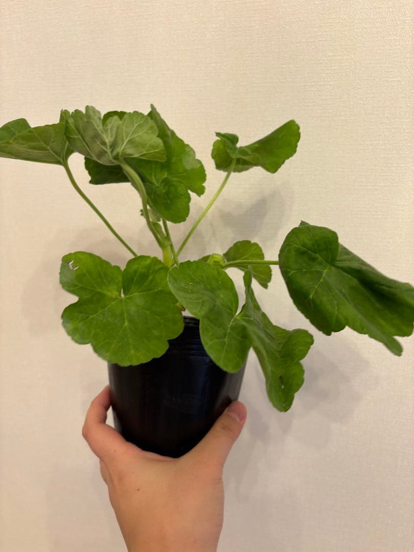 専用リンク　超レア品種ゼラニウム苗　オレンジシュシュ咲きゼラニウム