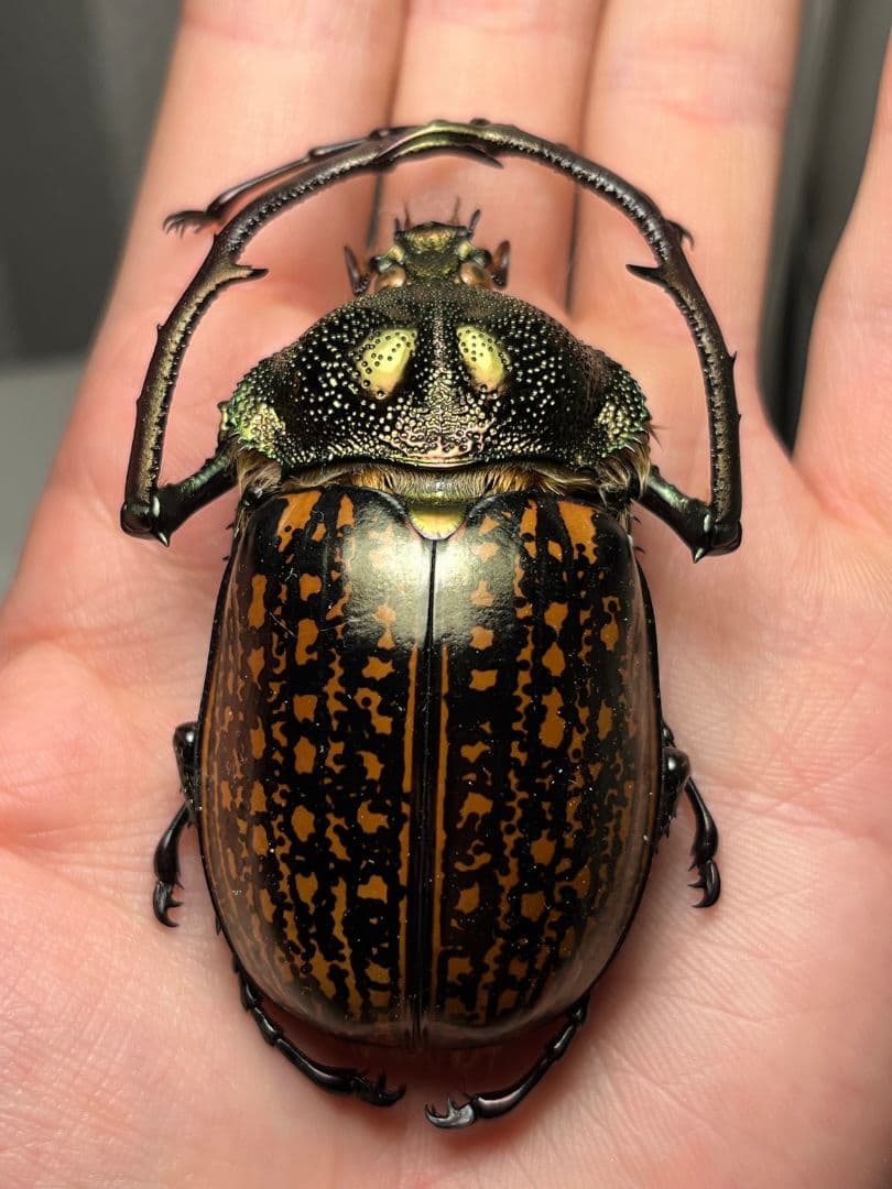 【62mm】多分 赤 ゲストロイテナガコガネ　カメムシサシガメ甲虫昆虫標本ハムシ