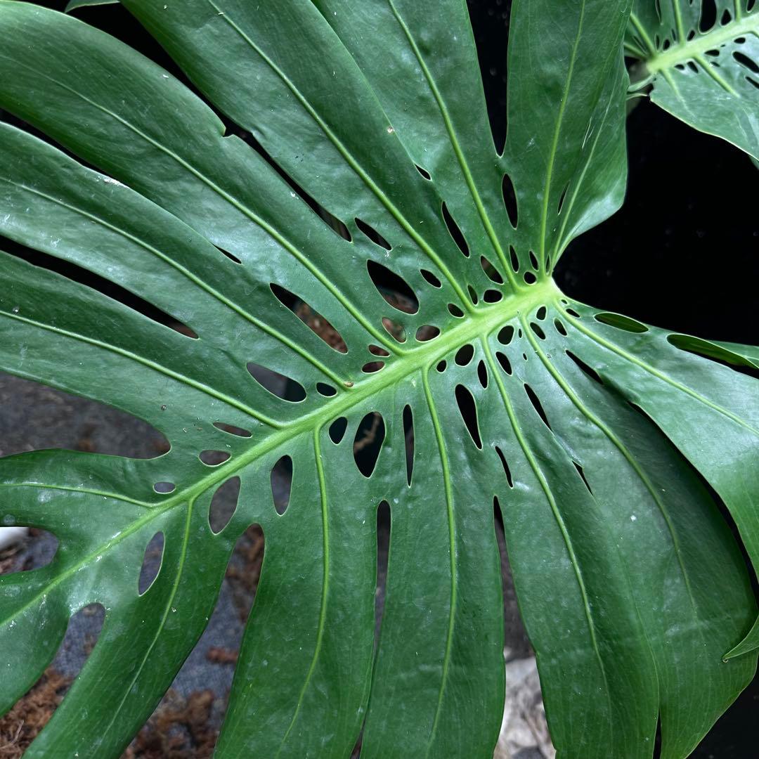 モンステラデリシオーサマクロコズム大型葉希少系統鉢植え高さ75㎝超大株