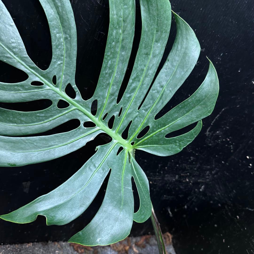 モンステラデリシオーサマクロコズム大型葉希少系統鉢植え高さ75㎝超大株