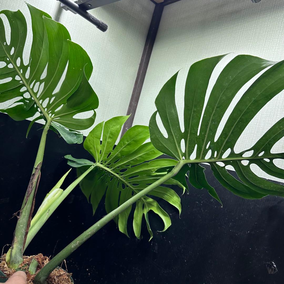 モンステラデリシオーサマクロコズム大型葉希少系統鉢植え高さ75㎝超大株