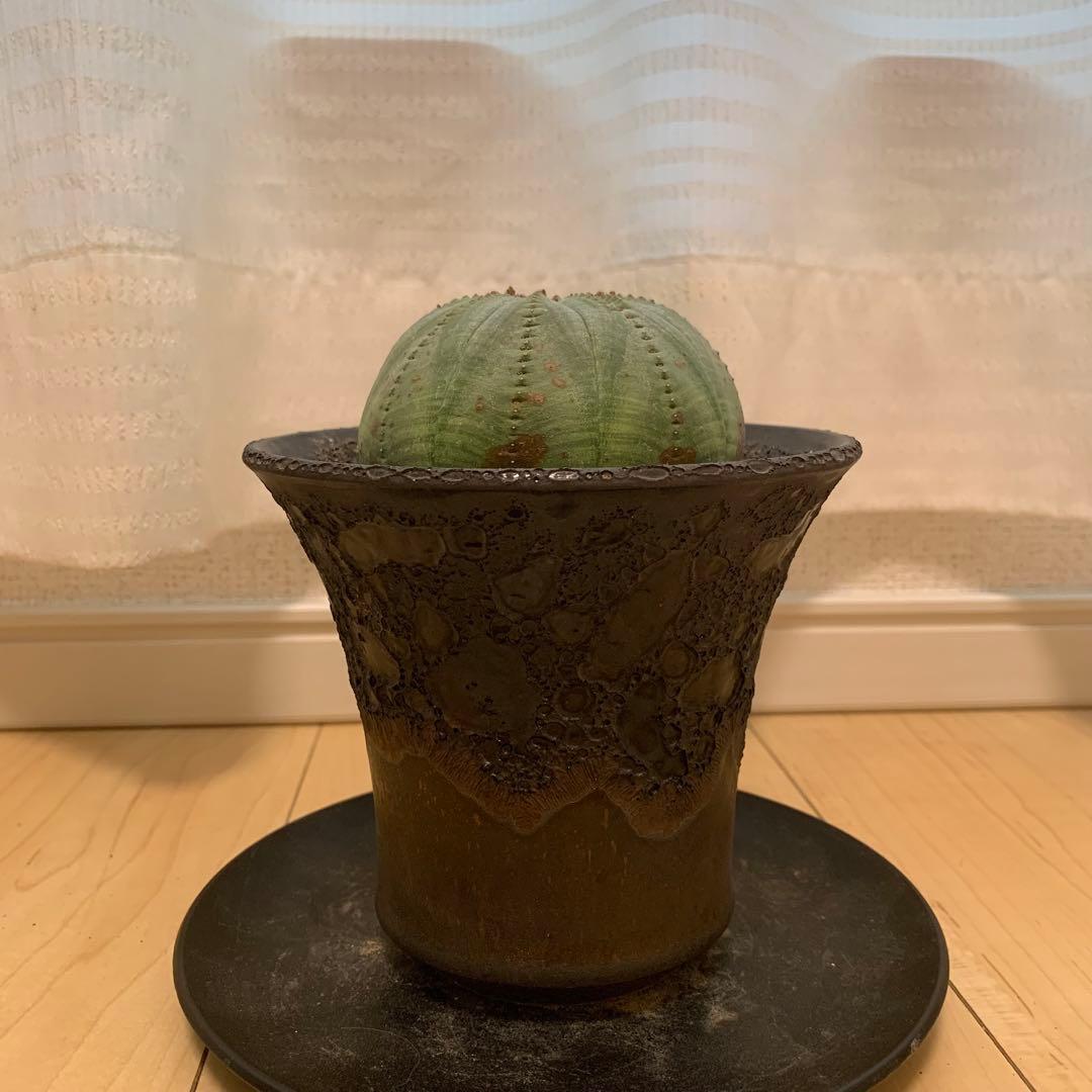 多稜 シンメトリカ 【仔吹きタイプではない】 ＋ 中川智治 作 作家鉢