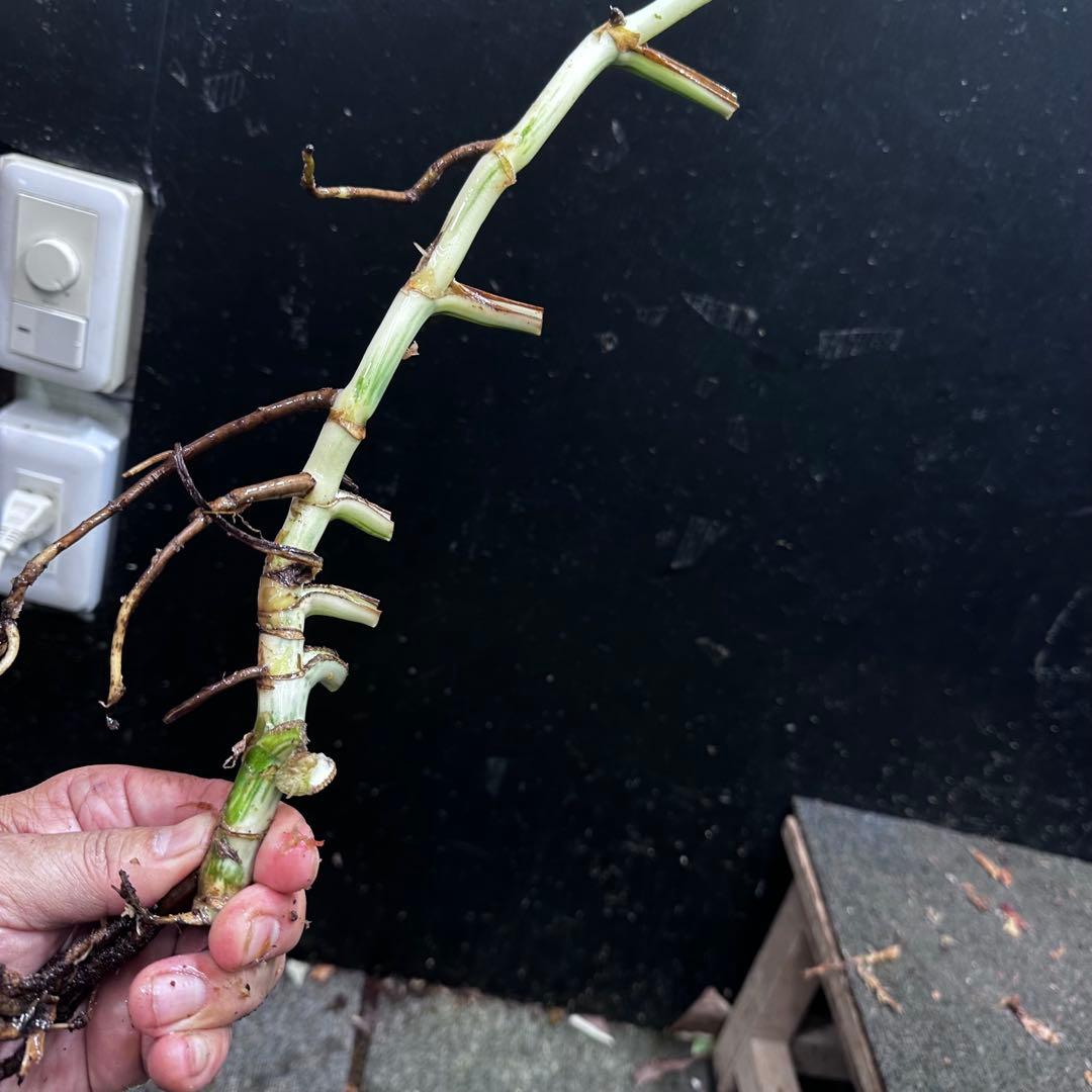 ニ*】様 斑入りモンステラホワイトタイガー大茎7株おまとめ