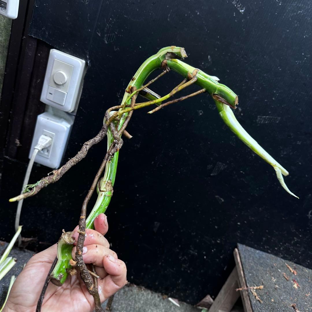 ニ*】様 斑入りモンステラホワイトタイガー大茎7株おまとめ