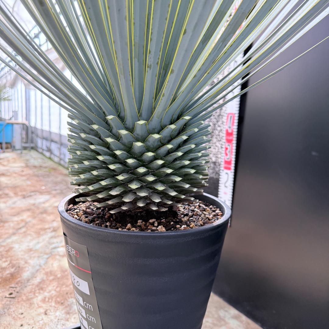 【AL1180】ユッカ　ロストラータ 超ブルー個体　超美形　極太