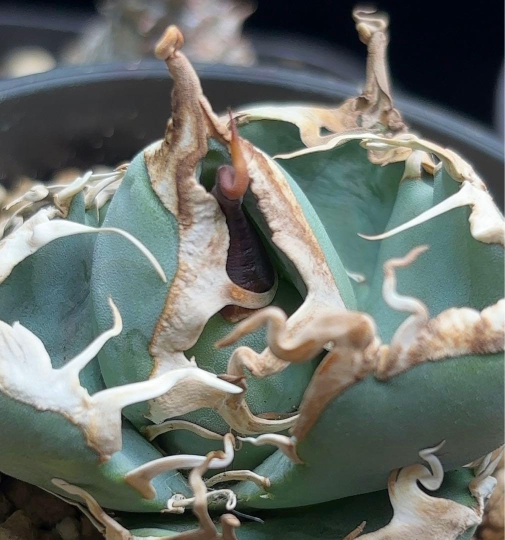 Ka-zu　アガベ　オテロイ　実生株　子株　PP01 発根済