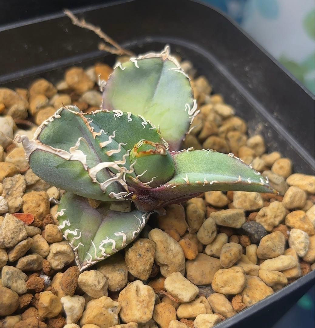 Ka-zu　アガベ　オテロイ　実生株　子株　PP01 発根済