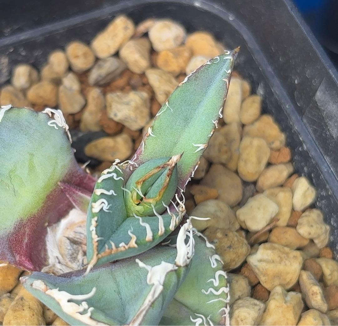 Ka-zu　アガベ　オテロイ　実生株　子株　PP01 発根済