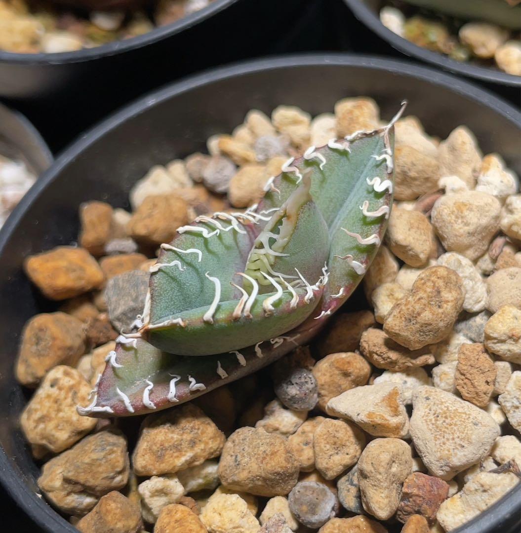 Ka-zu　アガベ　オテロイ　実生株　子株　PP01 発根済