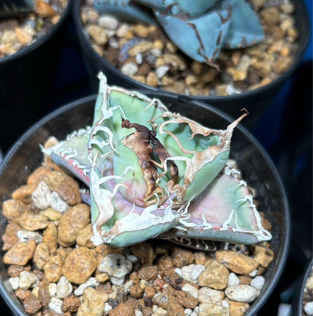 Ka-zu　アガベ　オテロイ　実生株　子株　PP01 発根済