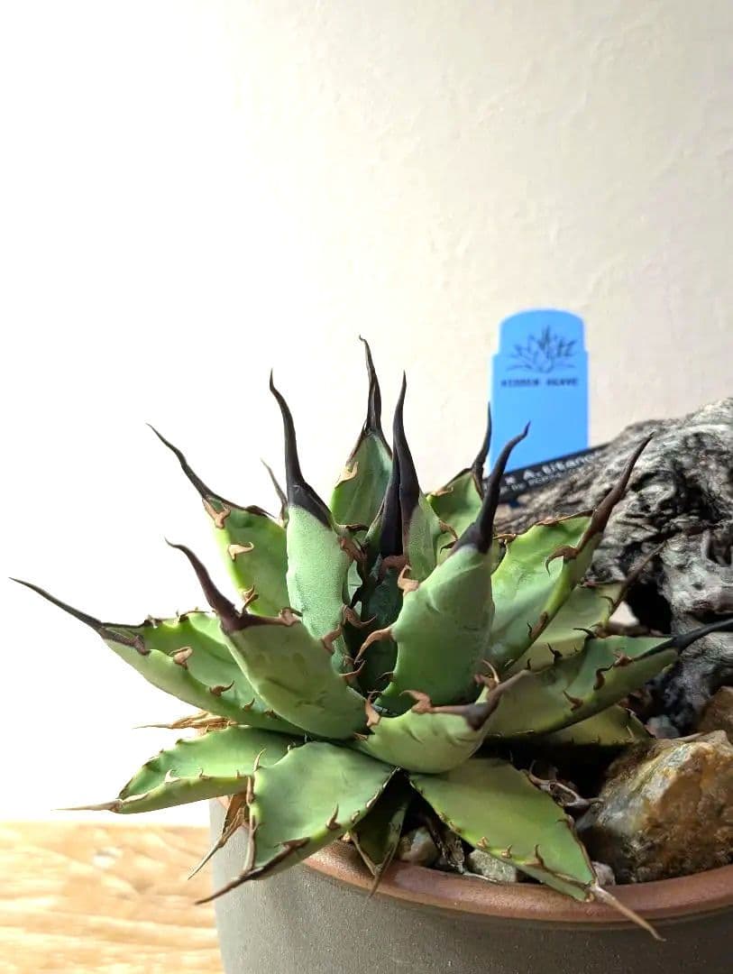 アガベ （ネバデンシス✕BB）HIDDEN AGAVE