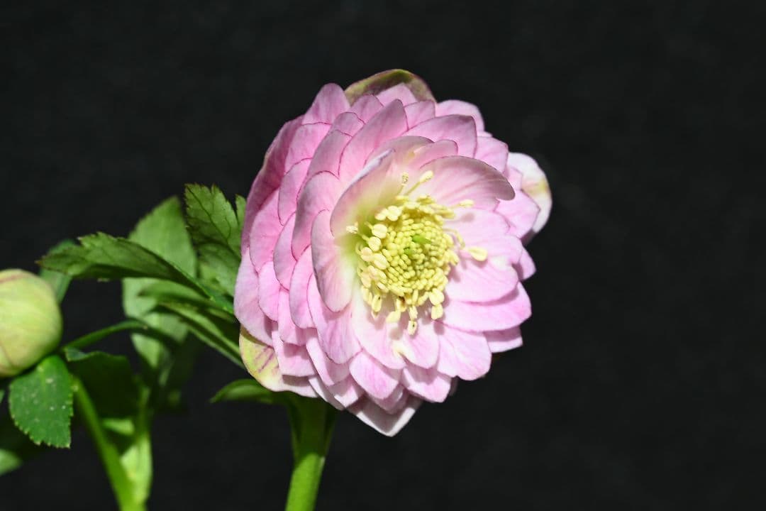 クリスマスローズ　認定Little　Collection　多弁系ビンク　加藤農園