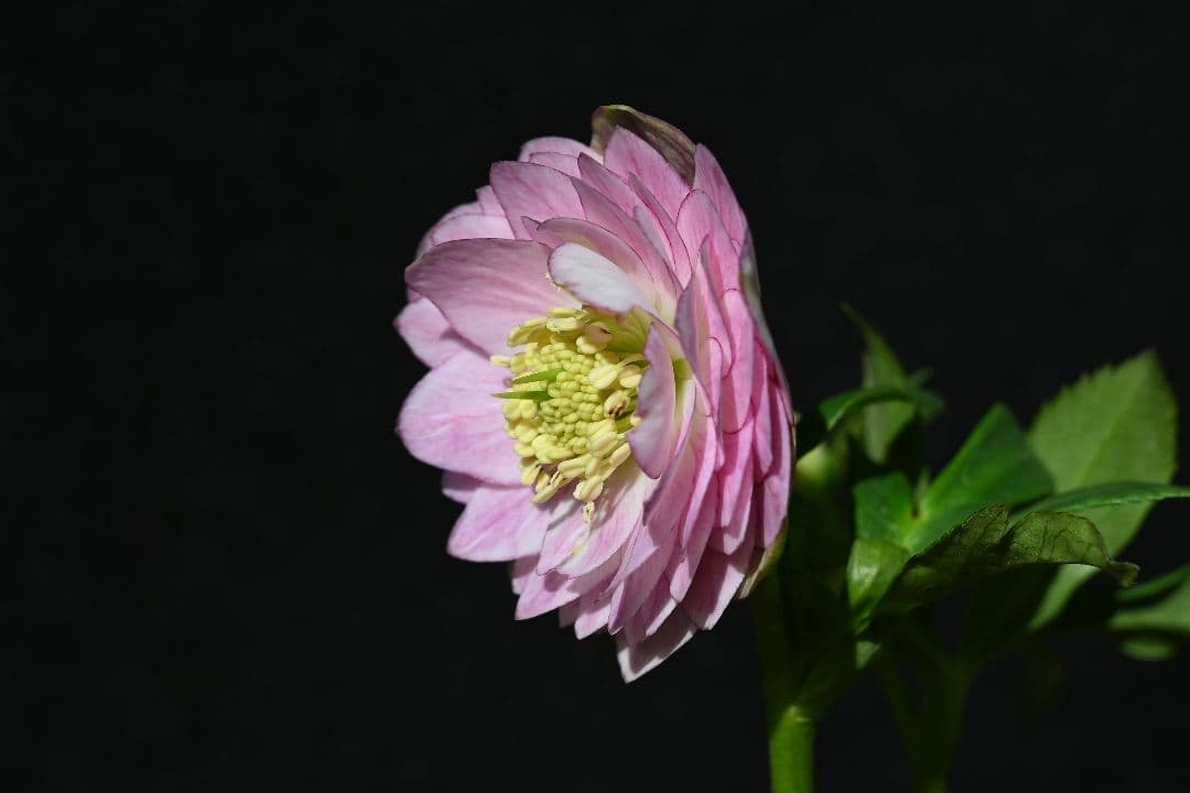 クリスマスローズ　認定Little　Collection　多弁系ビンク　加藤農園