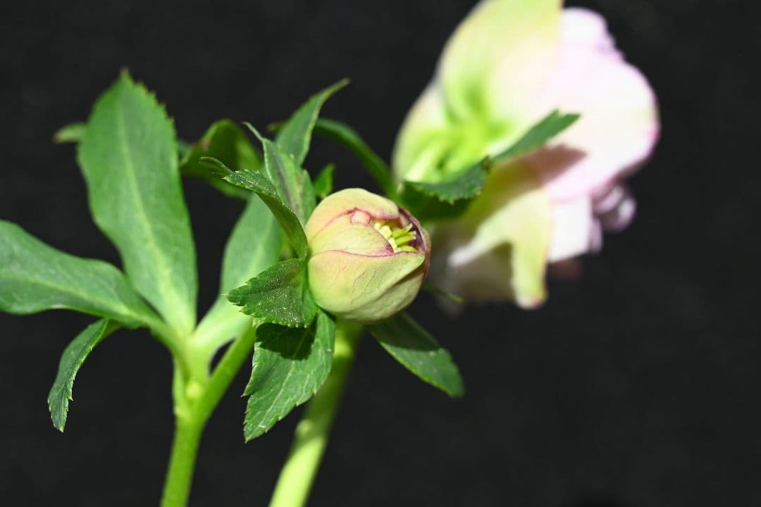 クリスマスローズ　認定Little　Collection　多弁系ビンク　加藤農園