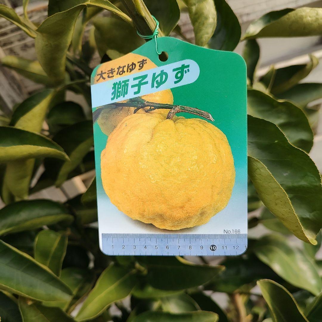 まゆゆゆさま専用 獅子柚子 3年生 大苗