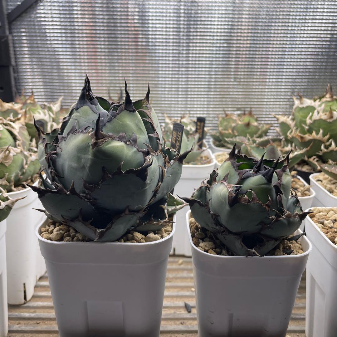 ブラックアンドブルーBB アガベ　チタノタ コンパクト