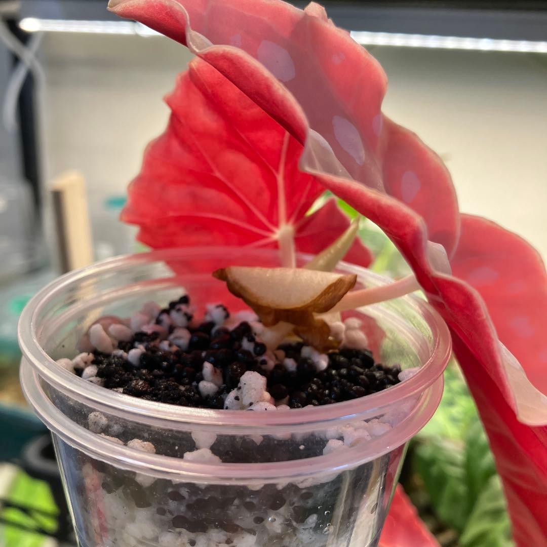 ベゴニアマクラータ　斑入り