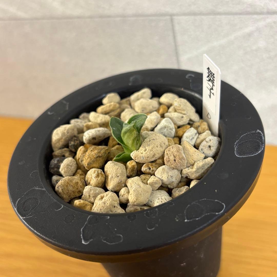 万年青　舞子　芋吹き　羅紗系　金文字