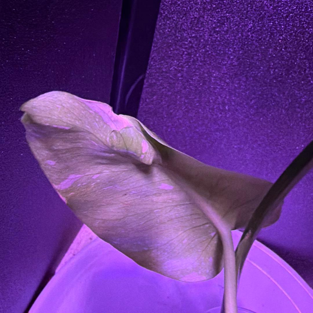 まちゃきモンステラ　デリシオーサゴジラ！ゾンビ！ミントトリカラー