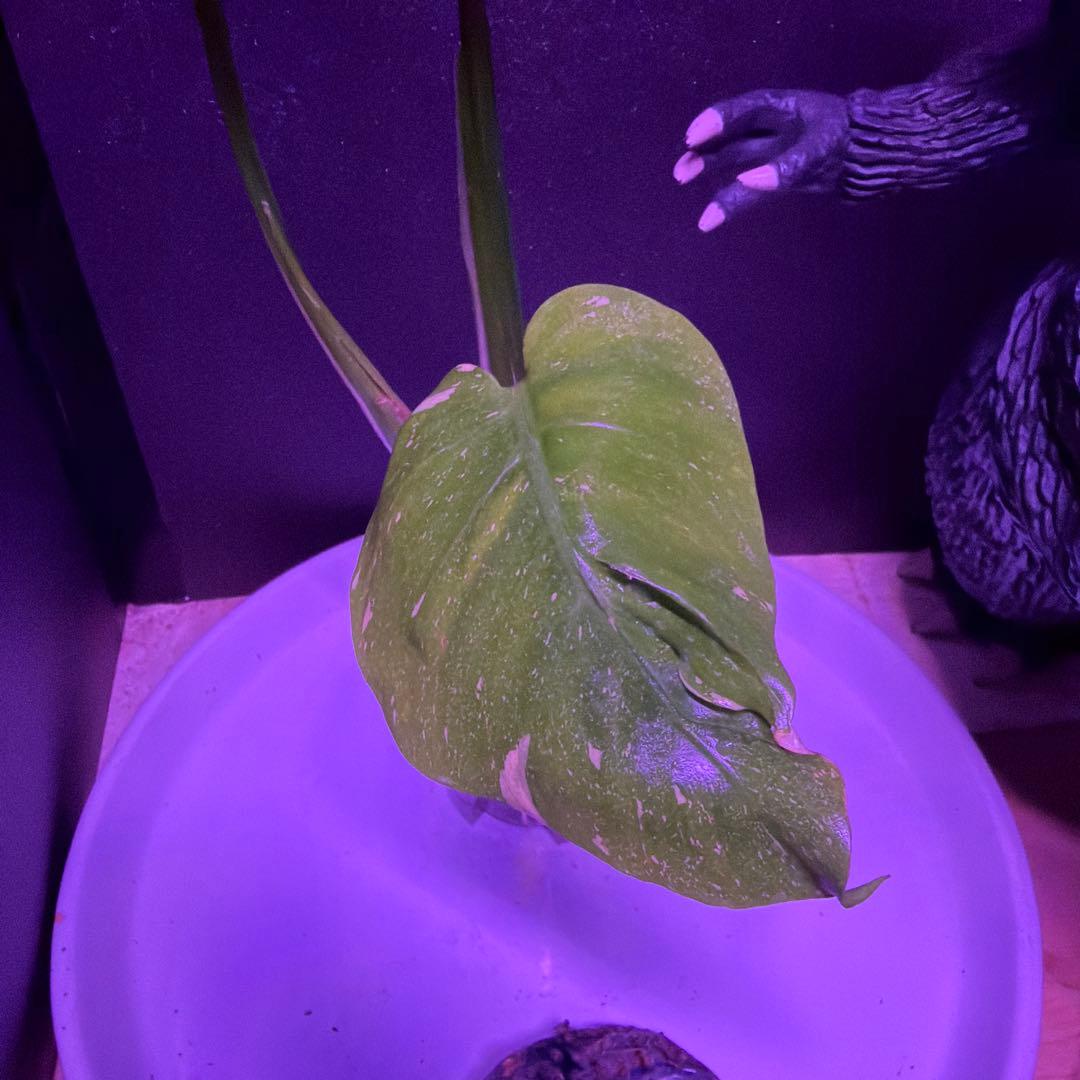 まちゃきモンステラ　デリシオーサゴジラ！ゾンビ！ミントトリカラー