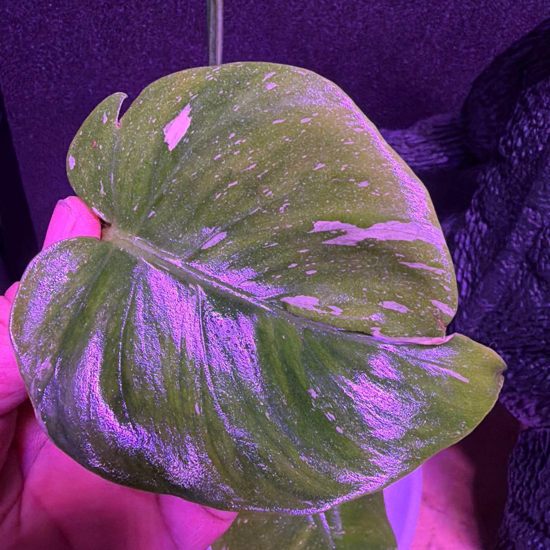 まちゃきモンステラ　デリシオーサゴジラ！ゾンビ！ミントトリカラー