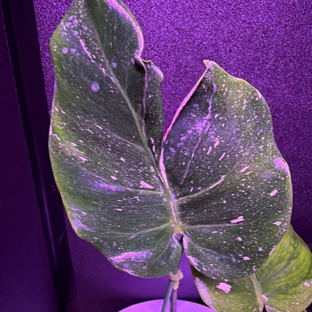 まちゃきモンステラ　デリシオーサゴジラ！ゾンビ！ミントトリカラー