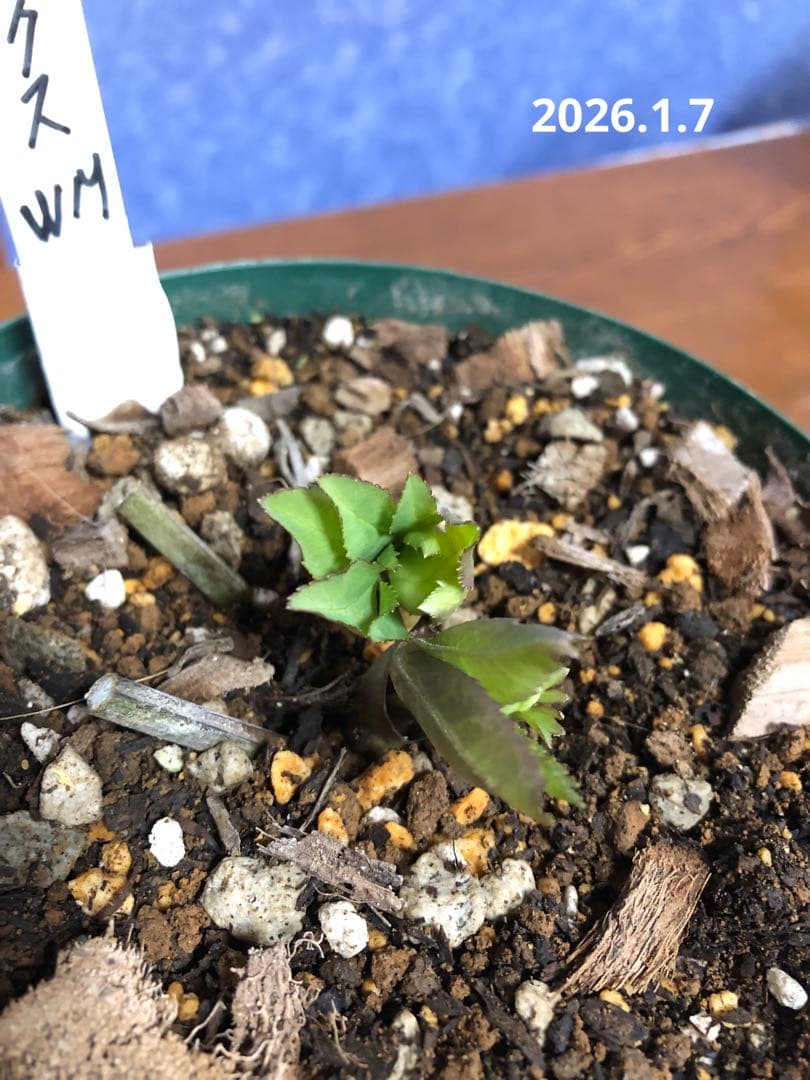 クリスマスローズ　リグリクス　原種　シングル