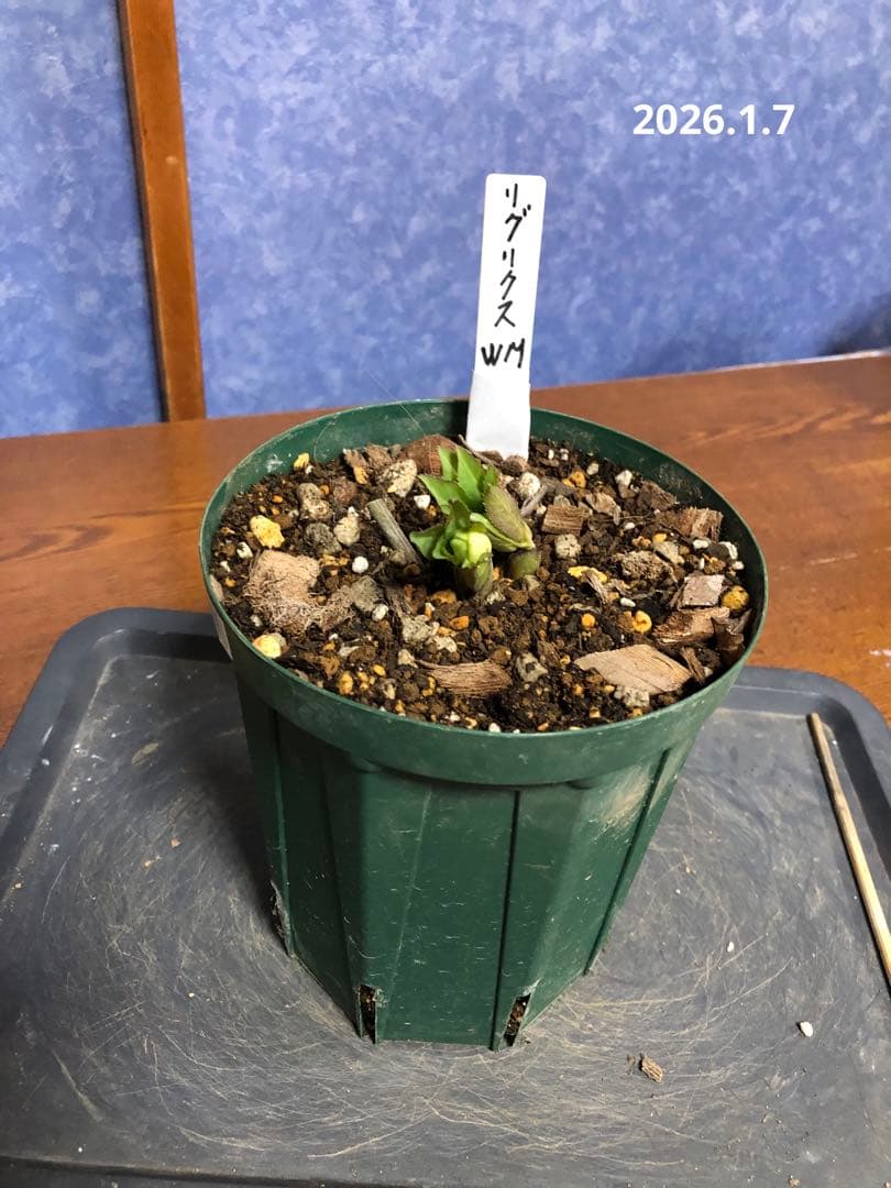 クリスマスローズ　リグリクス　原種　シングル