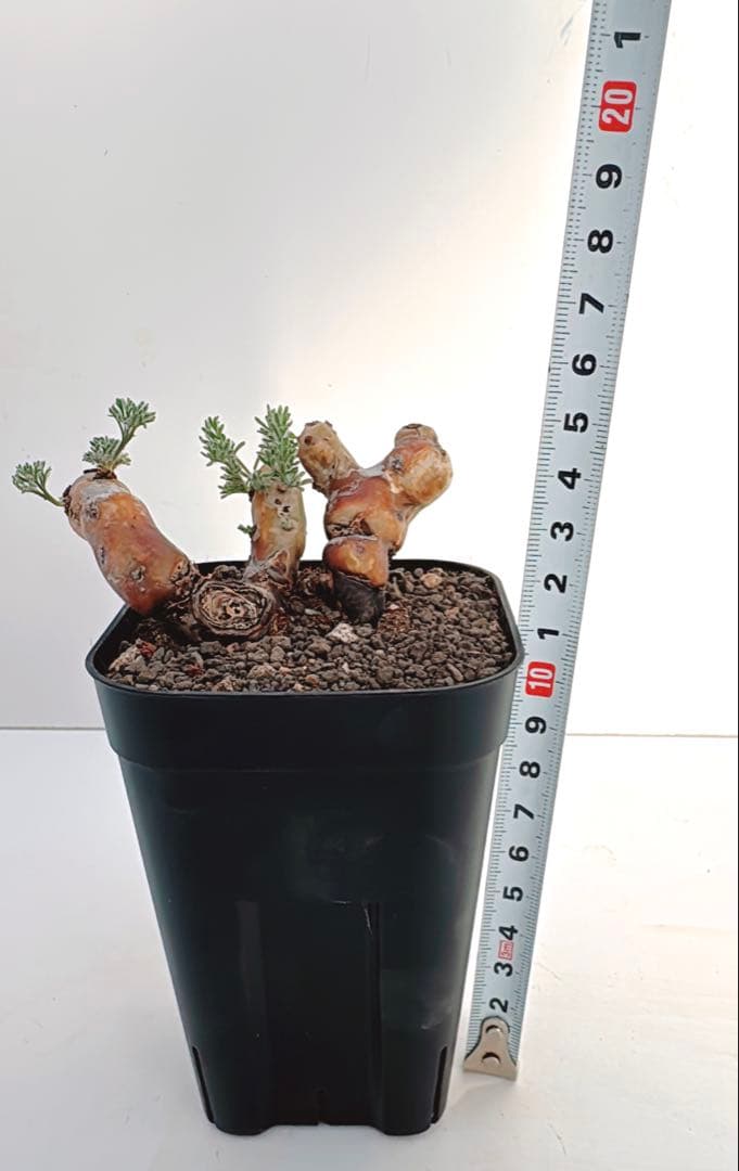 ペラルゴニウム　ムルチフィダ