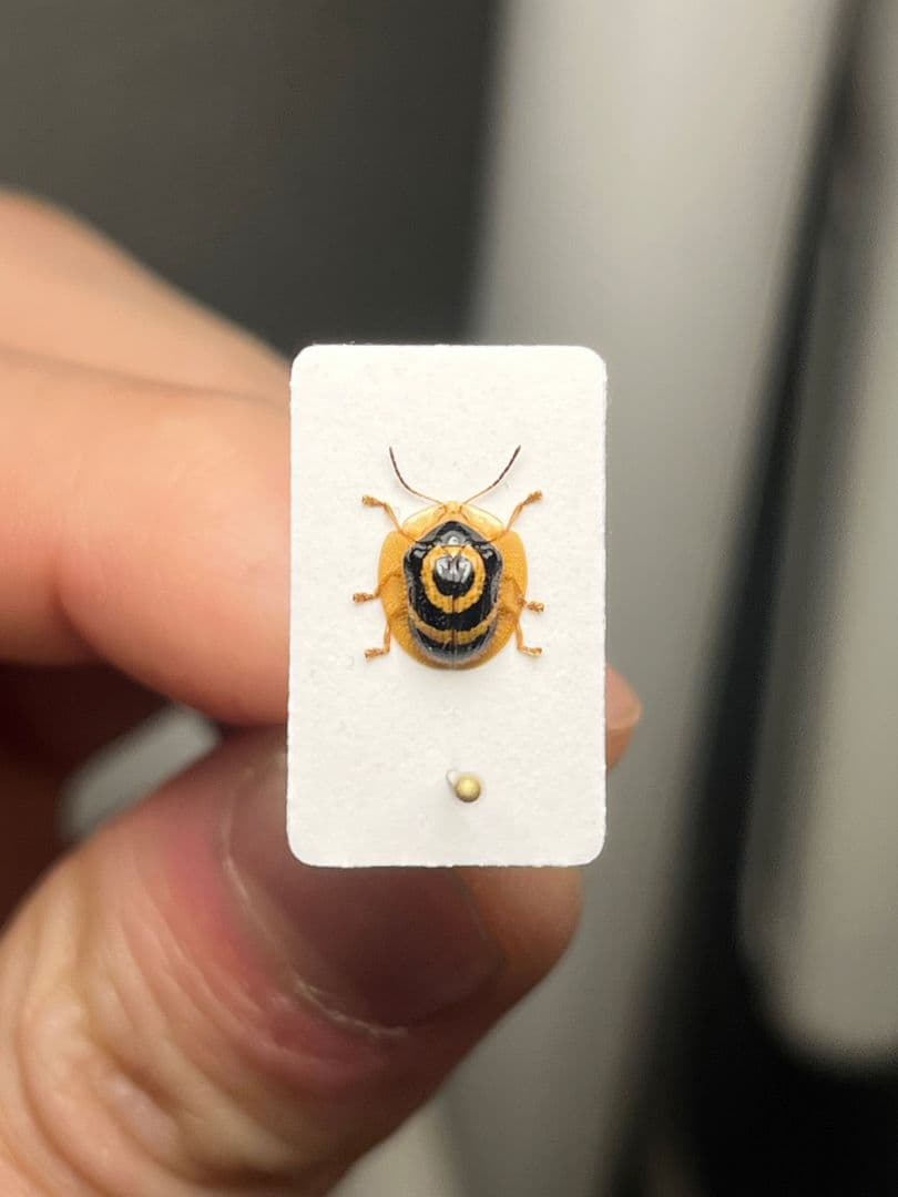 【5mm】目玉模様の特徴的なカメノコハムシ昆虫標本 タマムシカミキリテントウムシ