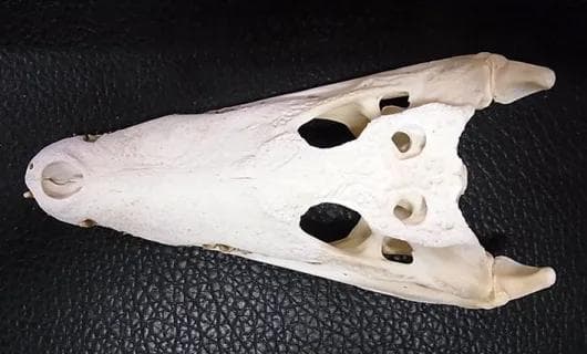 高品質　29ｃｍ！シャムワニの頭骨