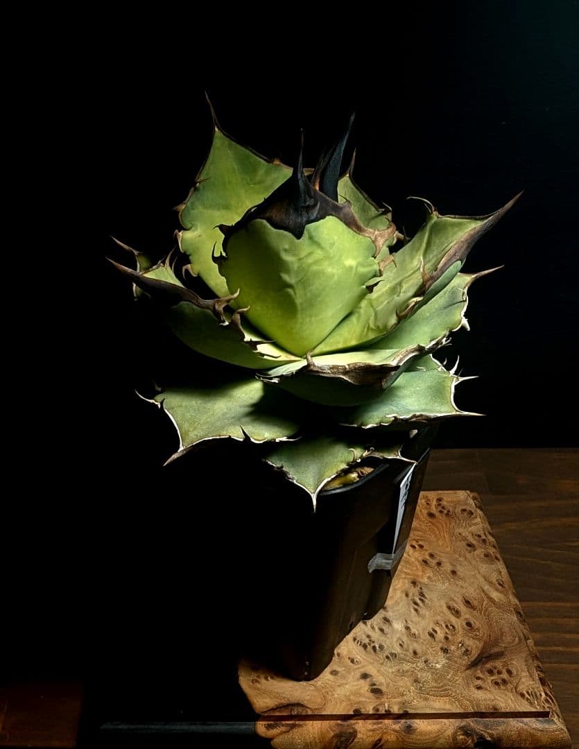 【毒刺産】\"キングアーサー／亞瑟王\" 　mr.kusamuraプランツタグ付