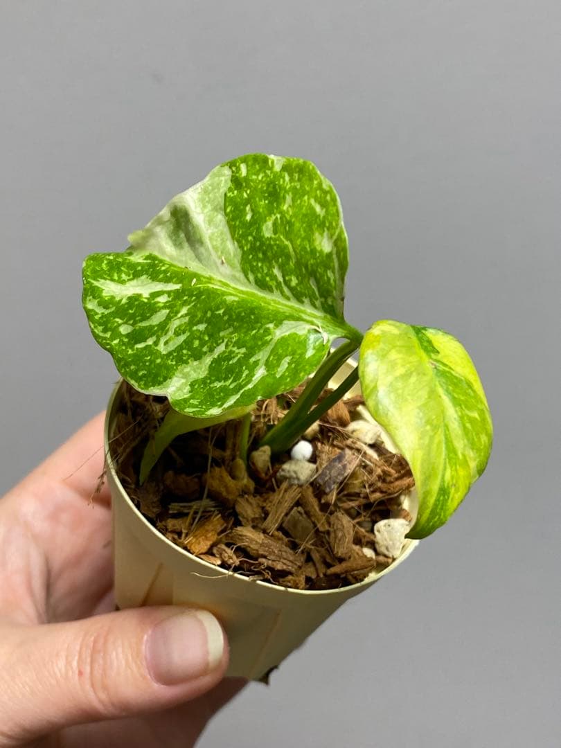 ④【超希少‼️】モンステラ　エレクトロライト　斑入り　レア　人気　メルカリ便