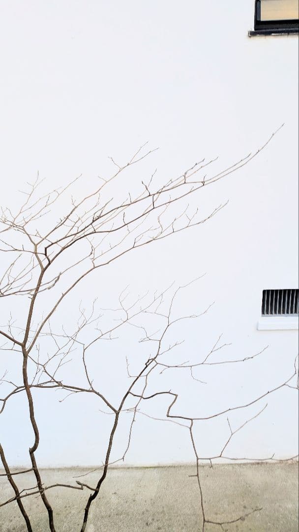 山採りシロモジ。