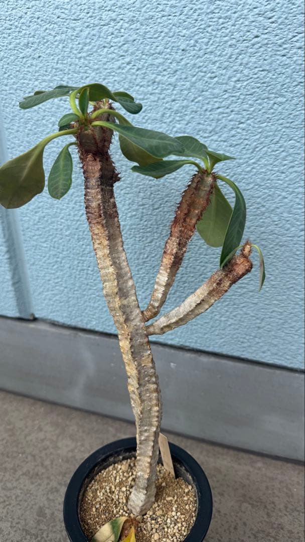 ユーフォルビア アウレオビリディフォリア 多頭