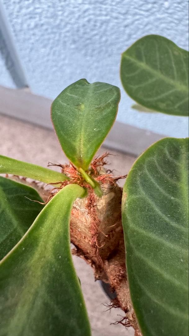 ユーフォルビア アウレオビリディフォリア 多頭