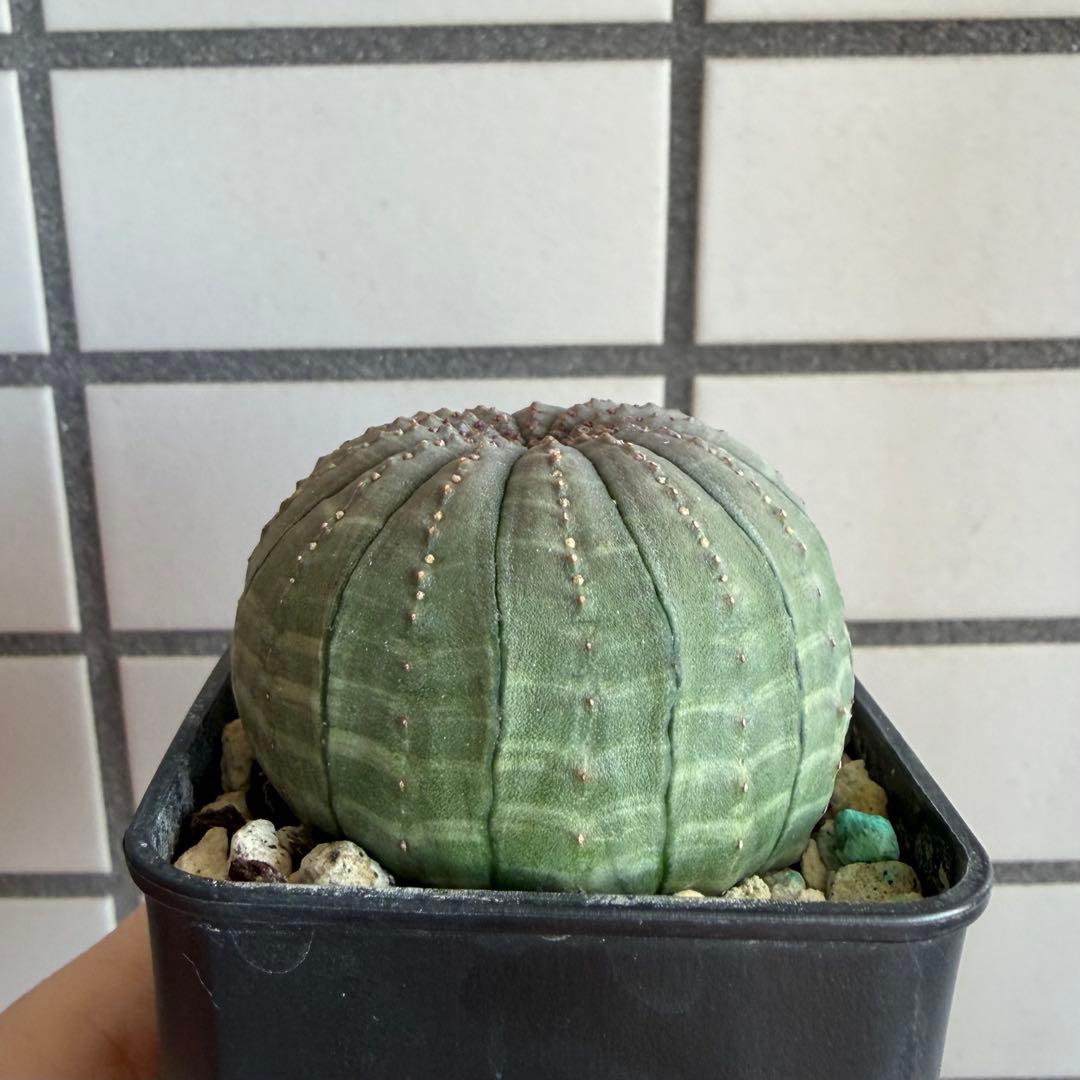 釣*。様 ③ ユーフォルビア オベサ 実生選抜 13稜 綴化？