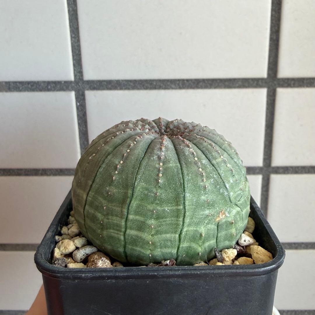 釣*。様 ③ ユーフォルビア オベサ 実生選抜 13稜 綴化？