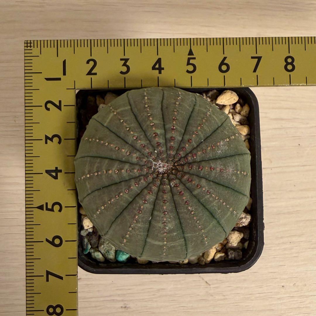 釣*。様 ③ ユーフォルビア オベサ 実生選抜 13稜 綴化？