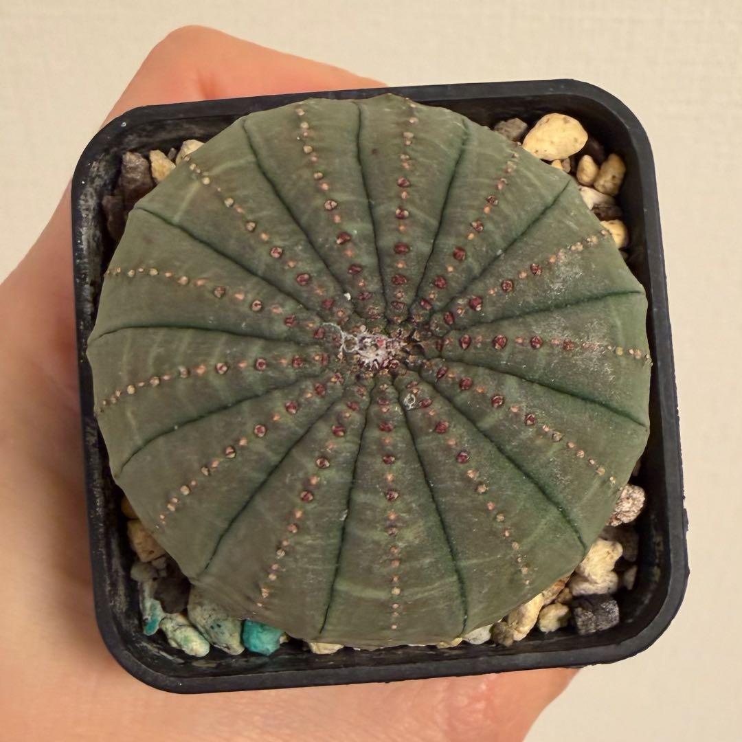 釣*。様 ③ ユーフォルビア オベサ 実生選抜 13稜 綴化？