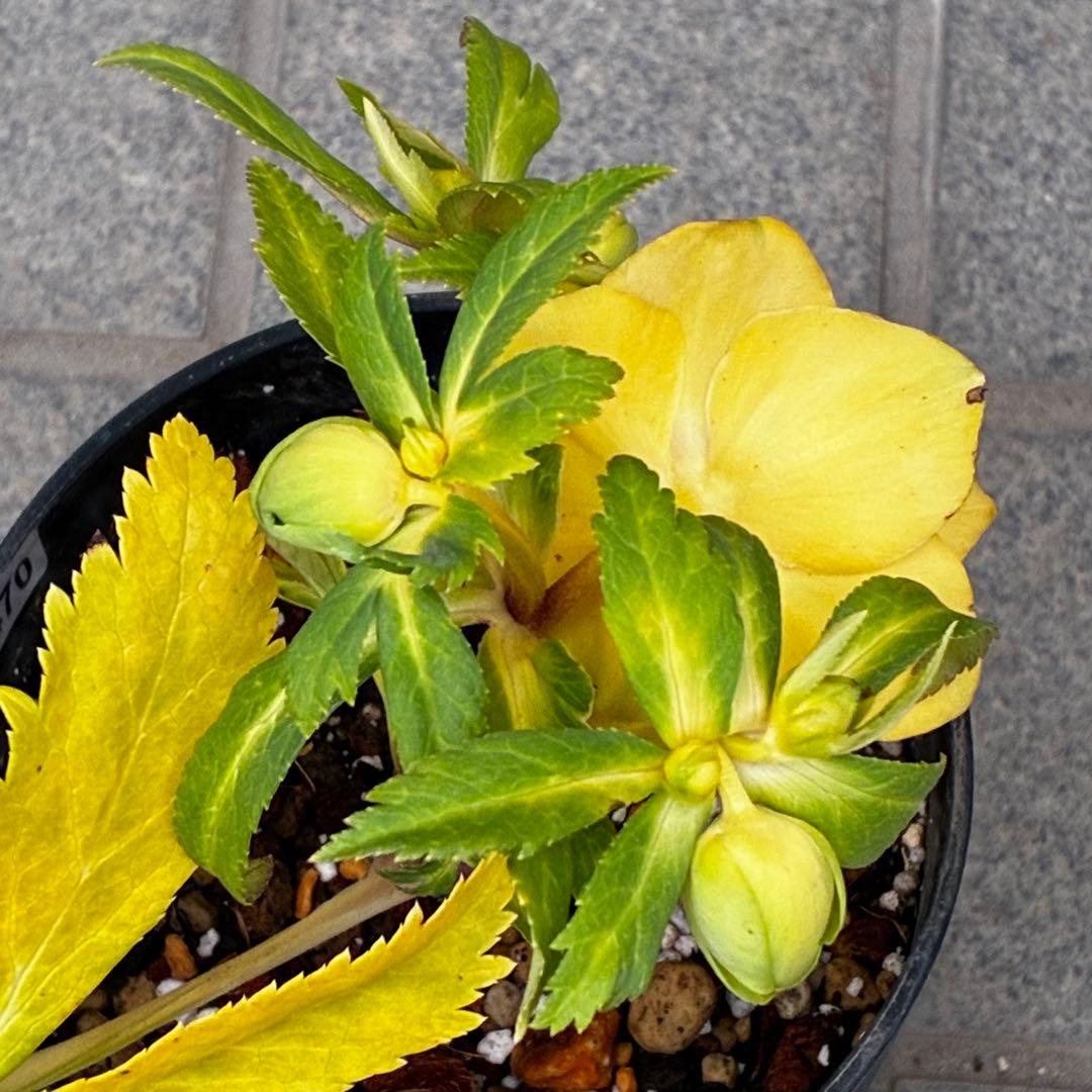 か*l様 3470☘️希少☘️花付☘️特濃グリーンゴールド系⭐️グリーンリップ⭐