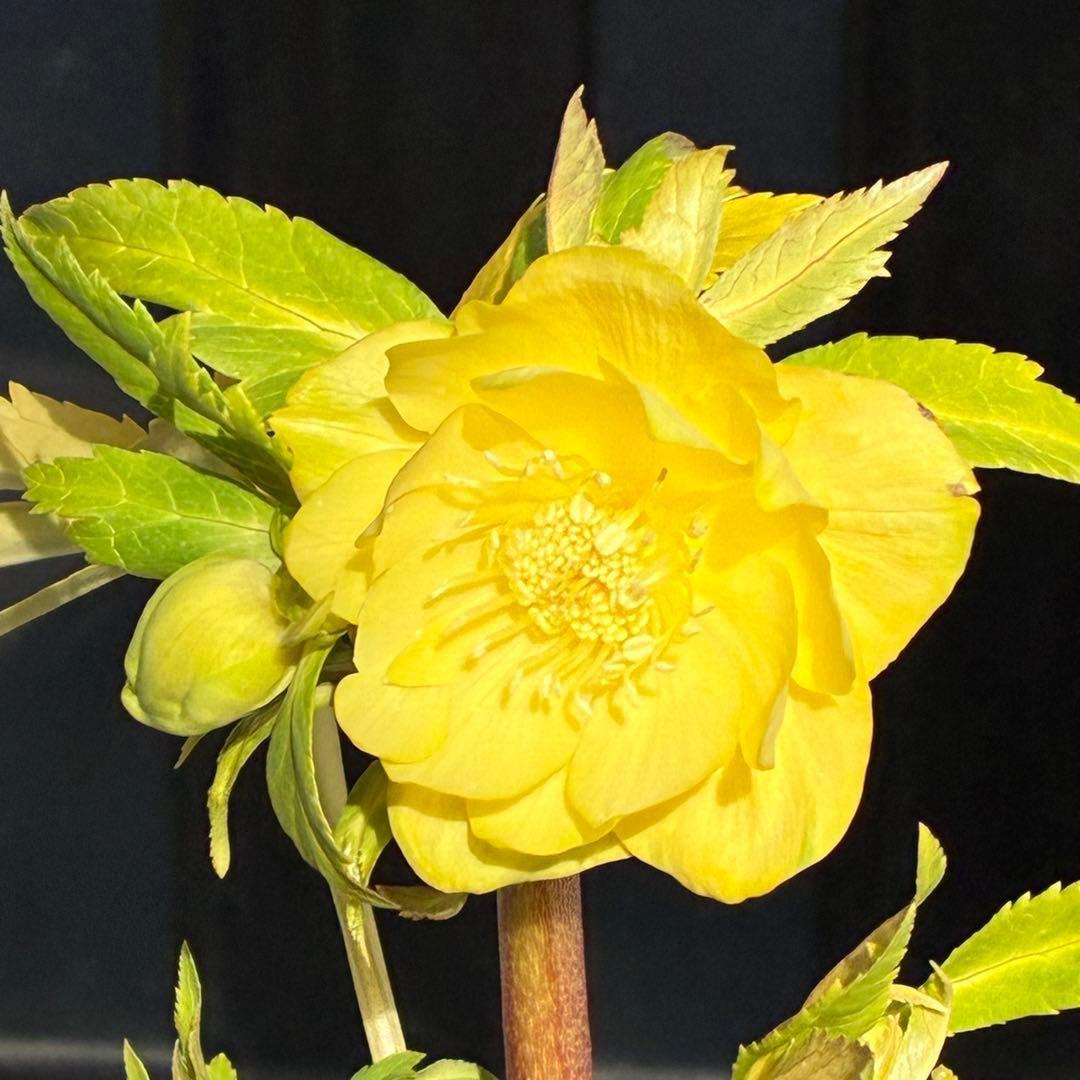 か*l様 3470☘️希少☘️花付☘️特濃グリーンゴールド系⭐️グリーンリップ⭐