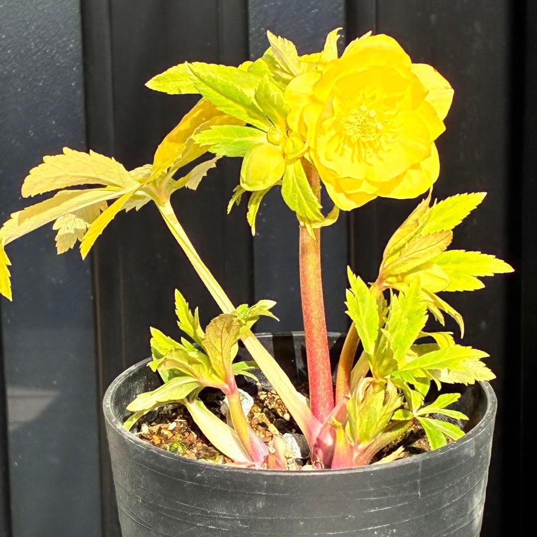 か*l様 3470☘️希少☘️花付☘️特濃グリーンゴールド系⭐️グリーンリップ⭐