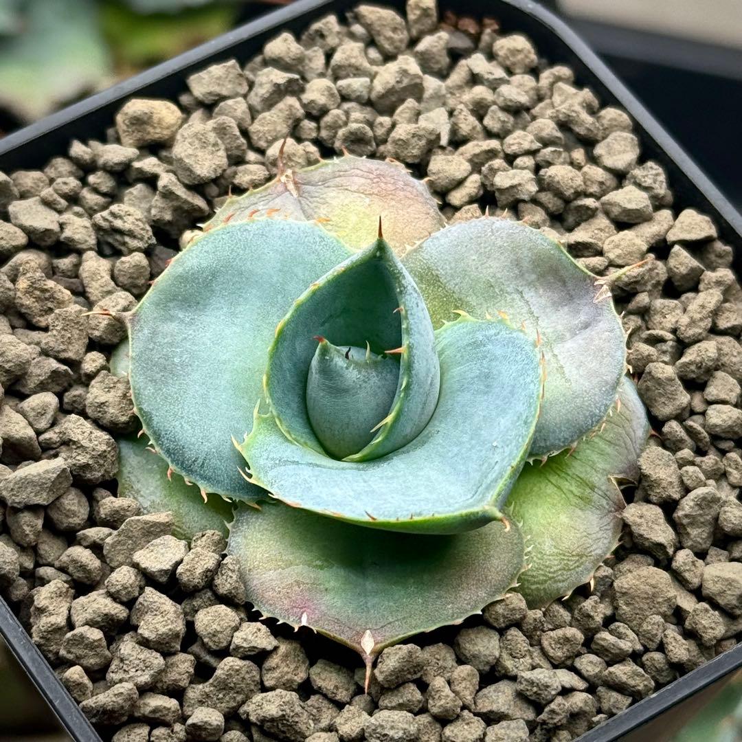 アガベ グアダラハラナ（圓葉瓜達）