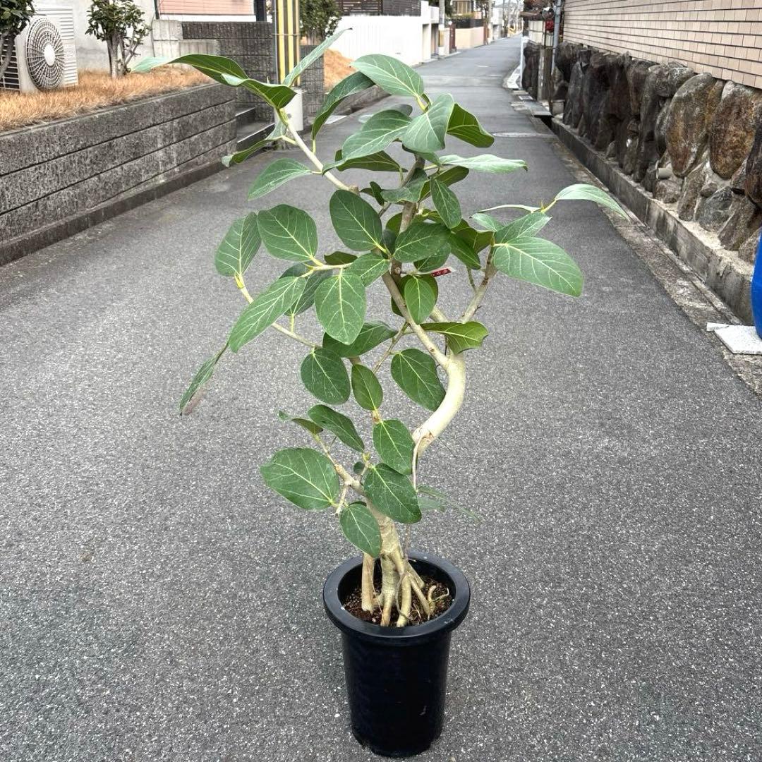 美品★ 根上り★ 曲がり★ フィカス　ベンガレンシス 高さ1メートルくらい